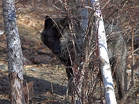 Arctic Wolf 070